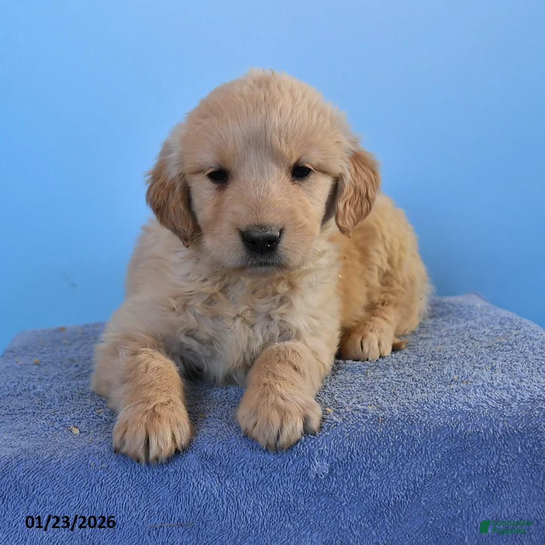Golden Retriever dogs for sale: Ona - Ad 2