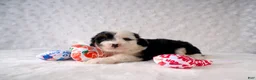 Mini Bernedoodle dogs for sale: Ms. Cruella de Vil - Ad 3