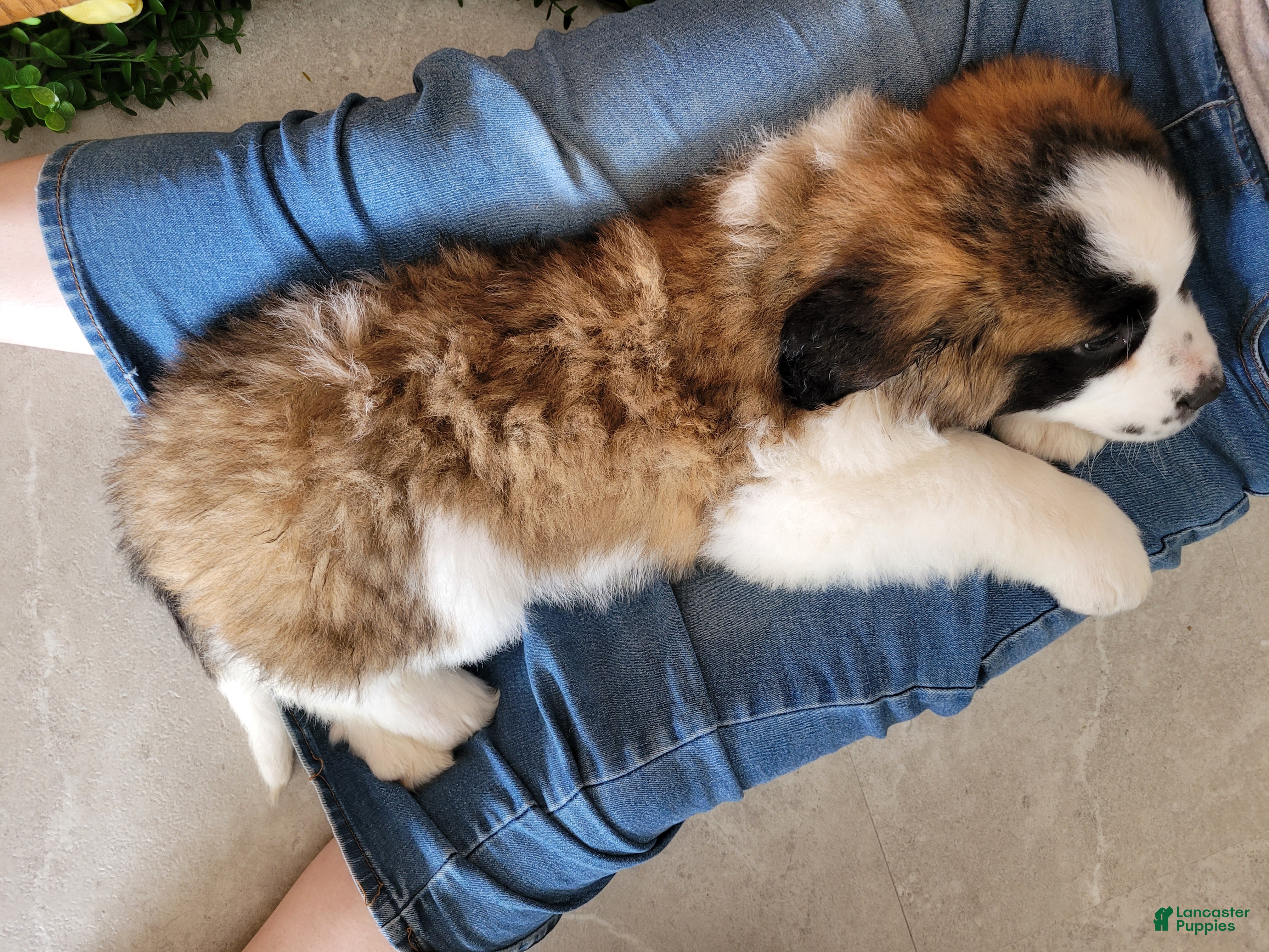 Saint Bernard dogs Ember - Ad 1