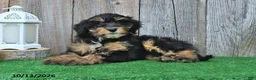Mini Aussiedoodle dogs for sale: Judy - Ad 3