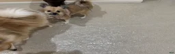 Pomeranian dogs for sale: Pomeranian 3 - Ad 2