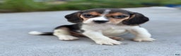 Beagle dogs for sale: Duke - Ad 3
