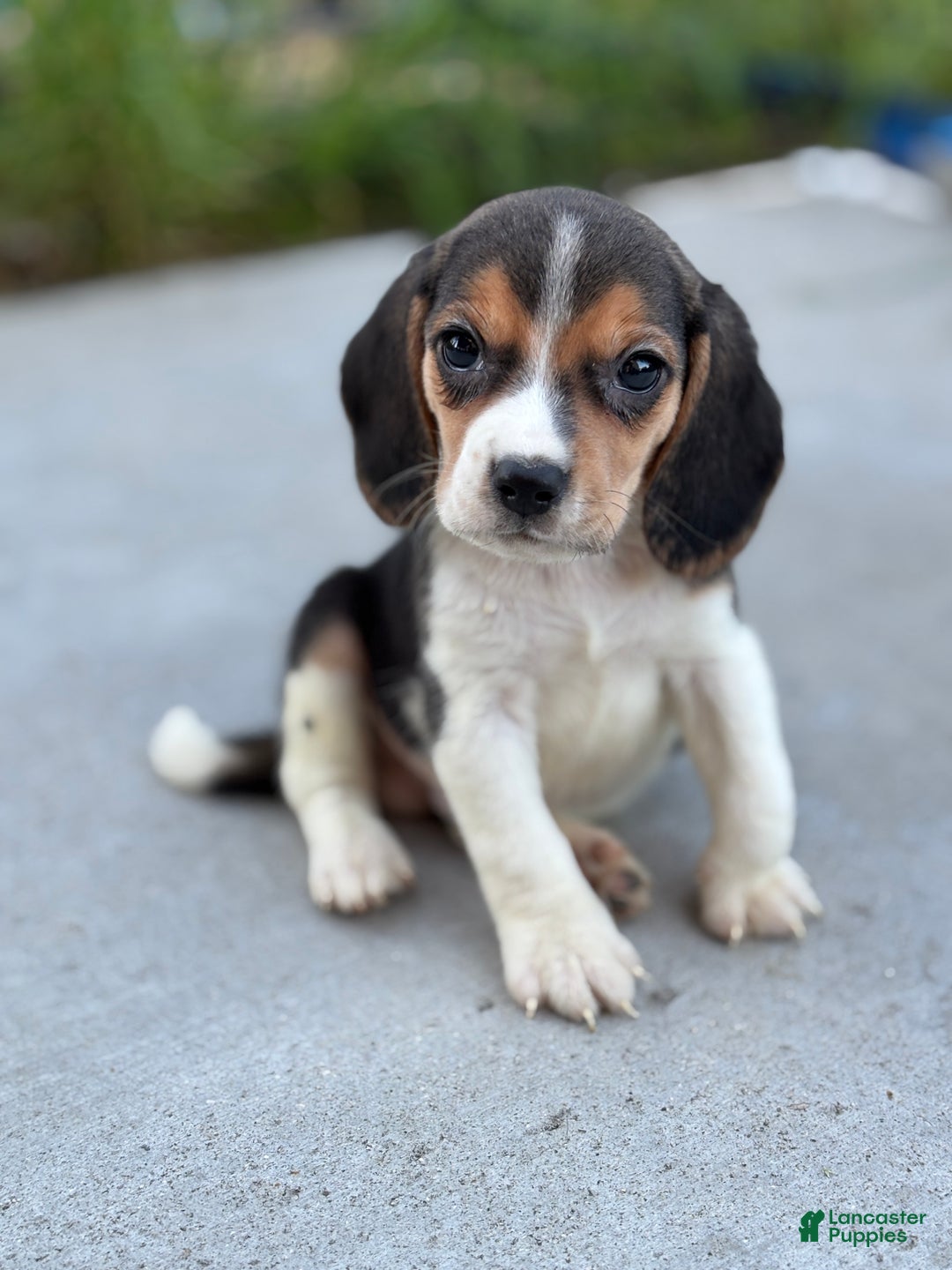 Beagle dogs for sale: Duke - Ad 3