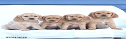 Miniature Golden Retriever dogs for sale: Pansey - Ad 5