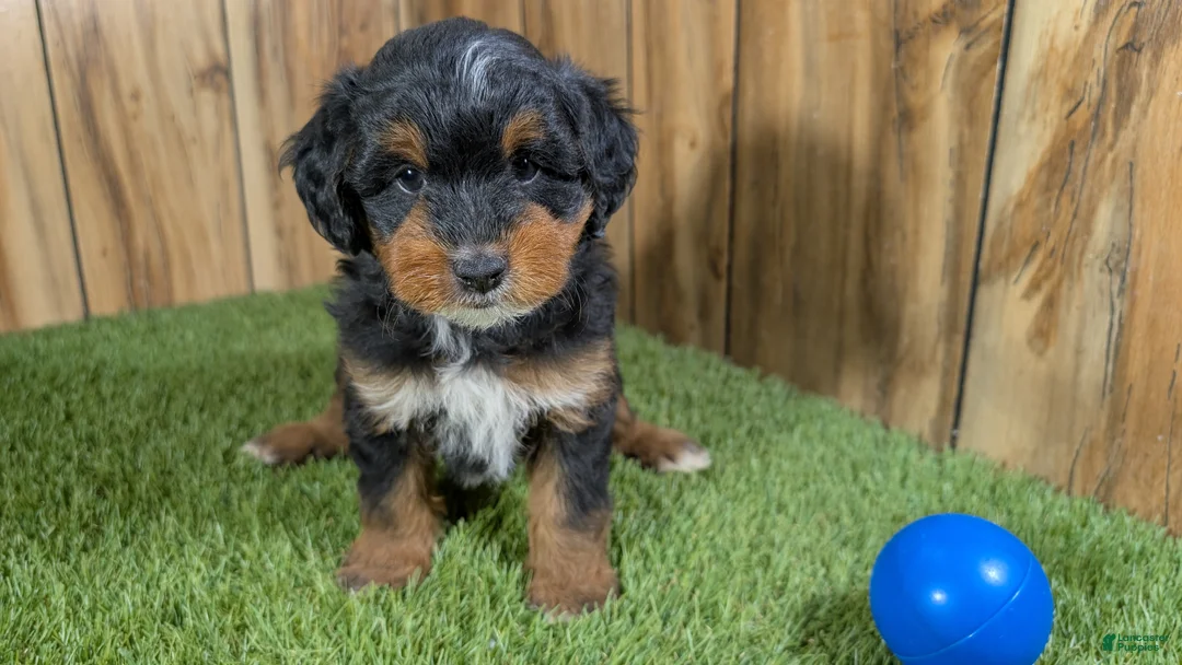 Mini Aussiedoodle dogs for sale: Sunset Boy 2 - Ad 2