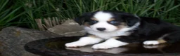 Miniature Australian Shepherd dogs for sale: Rascal - Ad 2