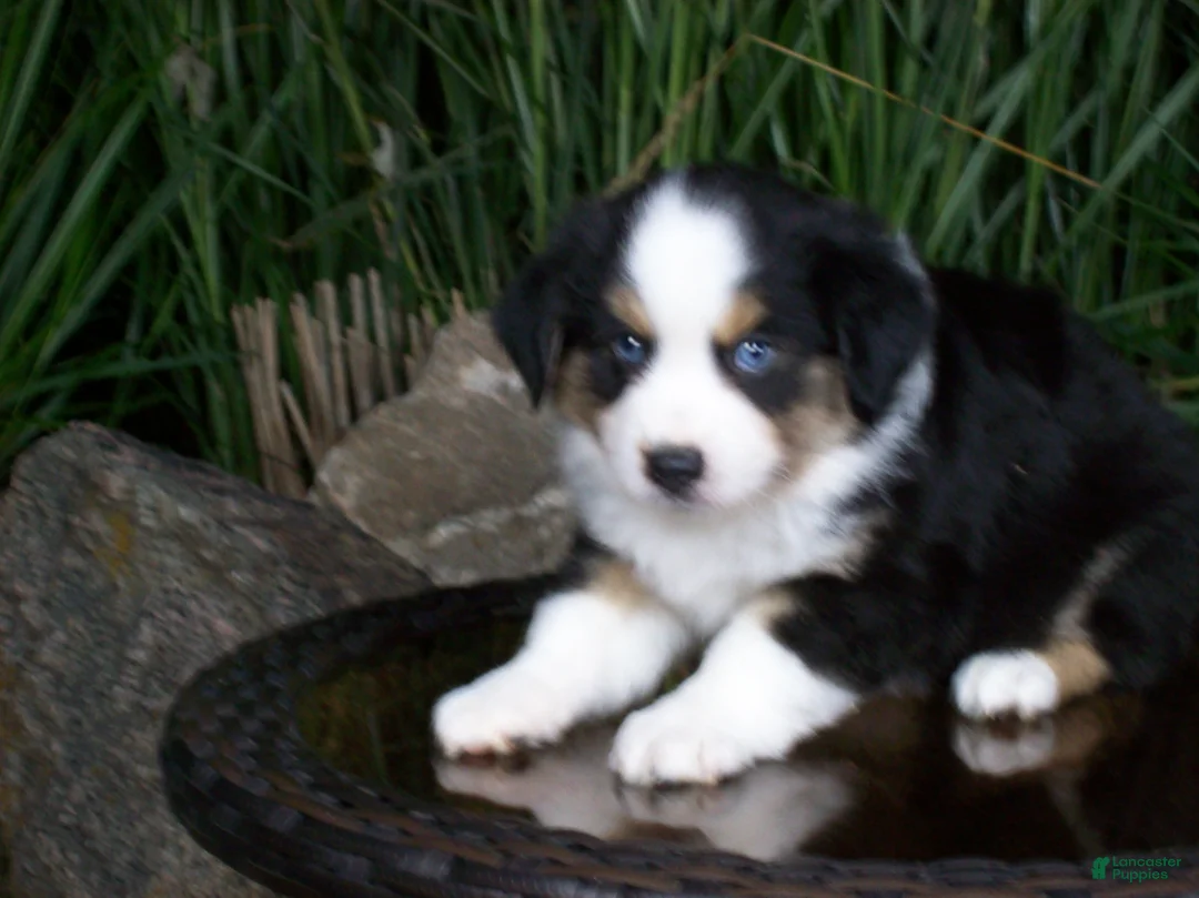 Miniature Australian Shepherd dogs for sale: Rascal - Ad 2