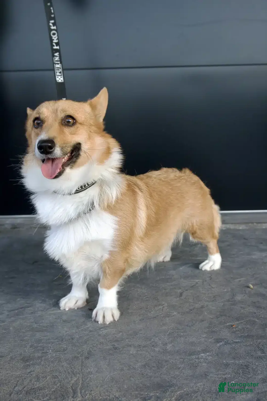 Welsh Corgi Pembroke dogs for sale: Roland Welsh Corgi Pembroke Puppy  - Ad 4