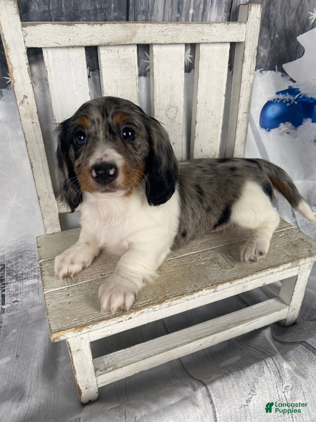 Miniature Dachshund dogs for sale: Milo - Ad 7