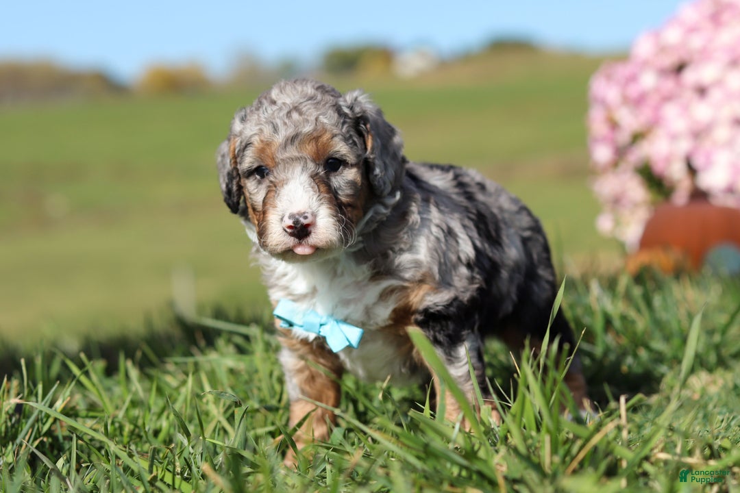 Mini Bernedoodle dogs for sale: Carter - Ad 5