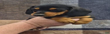 Miniature Dachshund 1 