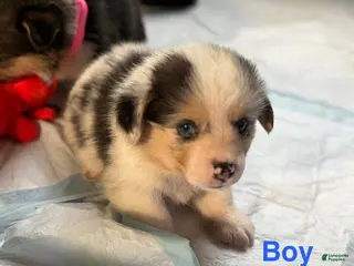 Welsh Corgi Pembroke dogs Marshall - Ad 7