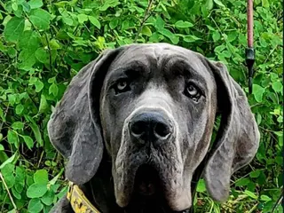 Great Dane dogs Yellow Collar Male - Ad 2