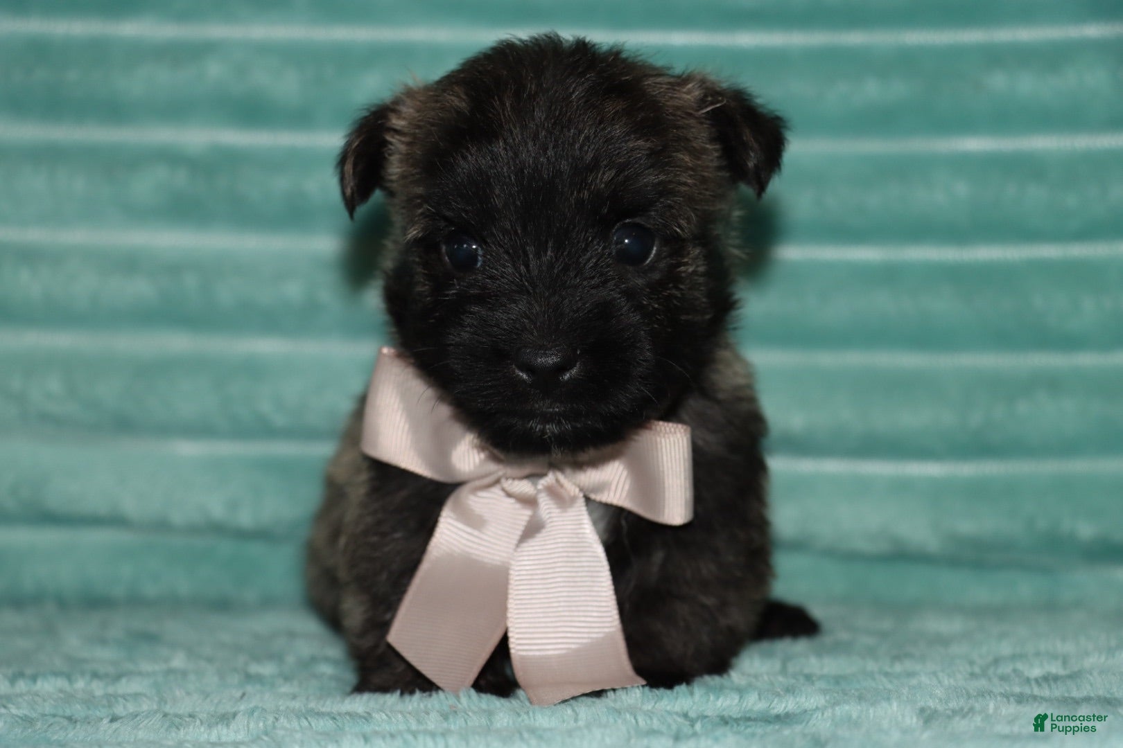 Cairn Terrier dogs Cleo - Ad 1