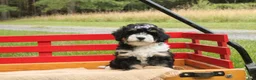Mini Bernedoodle dogs for sale: Blossom - Ad 3