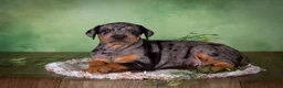 Mixed Breed dogs for sale: Montana - Ad 5