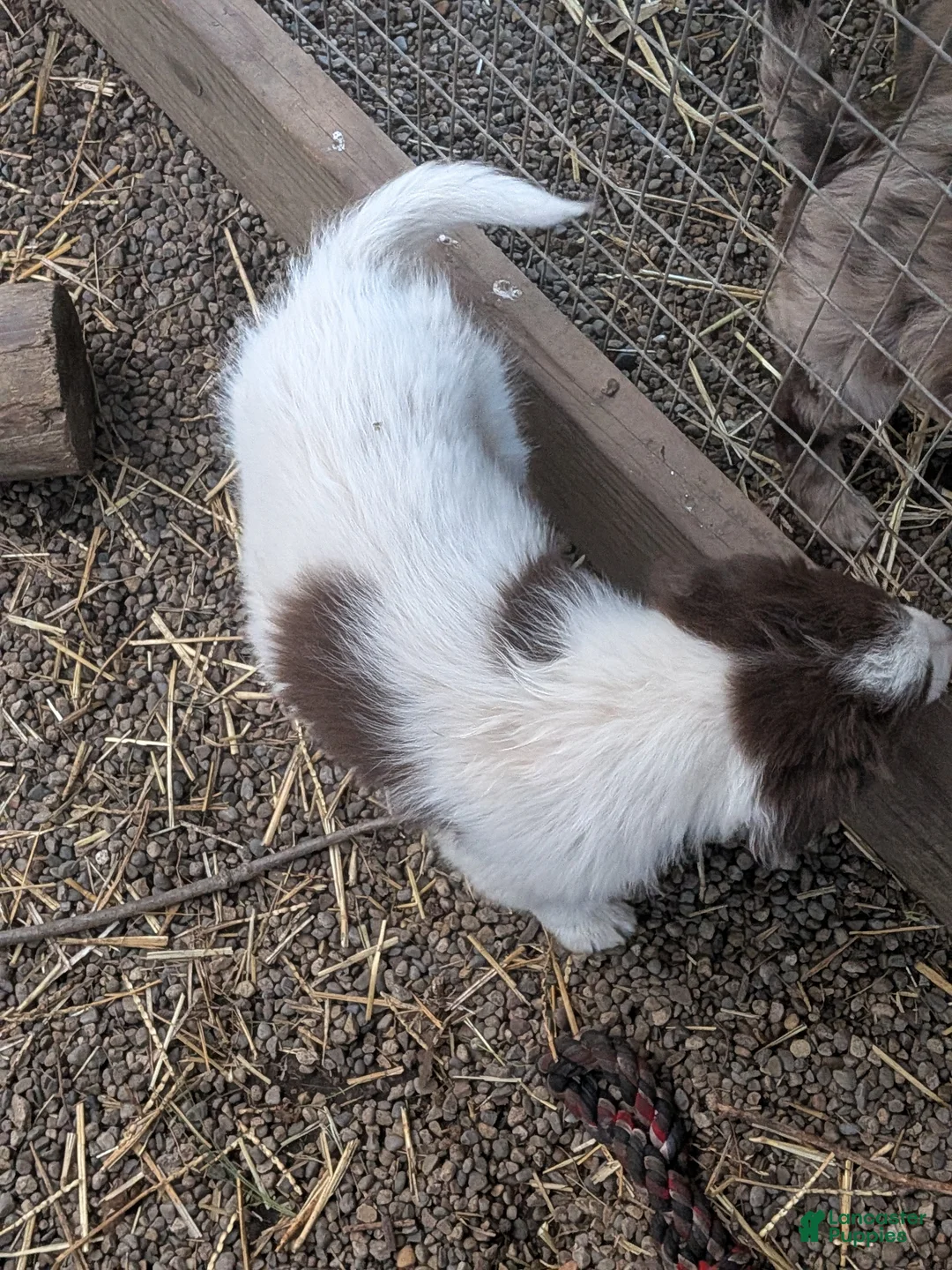 Border Collie dogs for sale: Border Collie Puppy 3 - Ad 9