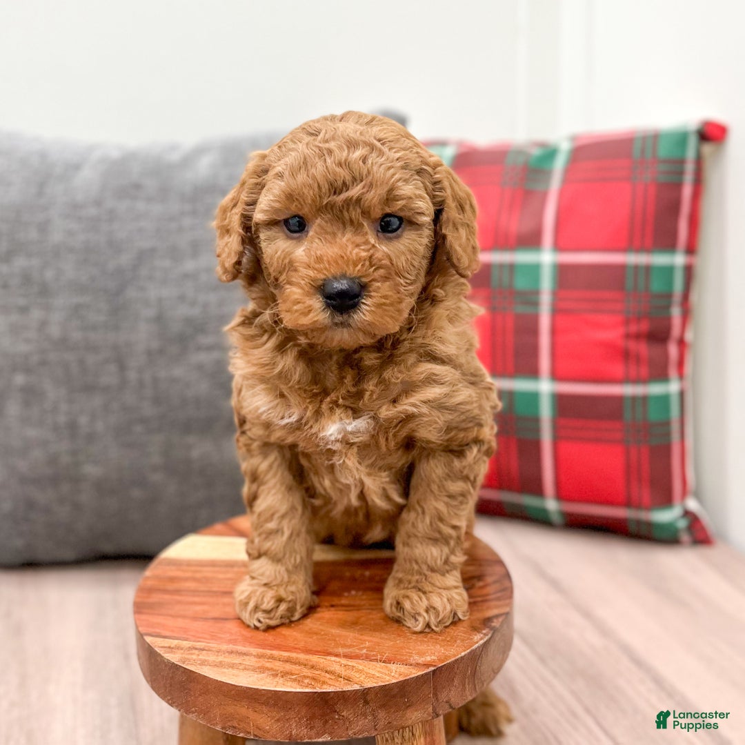 Mini Goldendoodle dogs for sale: Bingo - Ad 4
