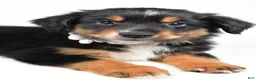 Miniature Australian Shepherd dogs for sale: Macy  - Ad 8