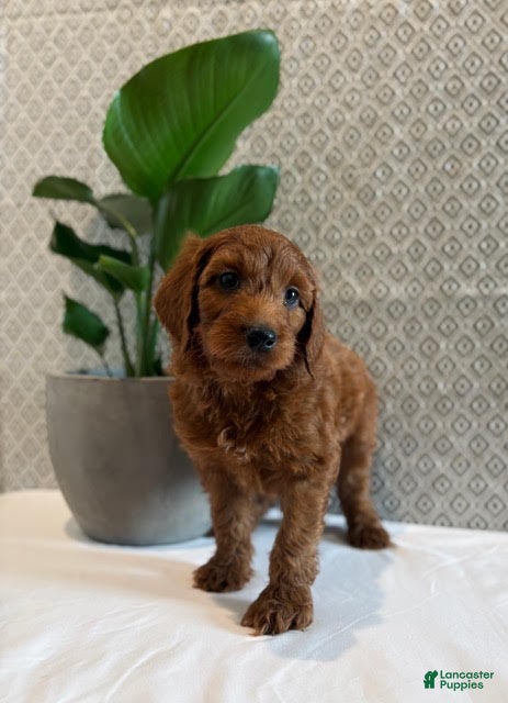 Irish Doodle dogs Cupid - Ad 17