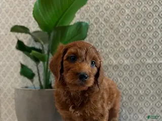 Irish Doodle dogs Cupid - Ad 17