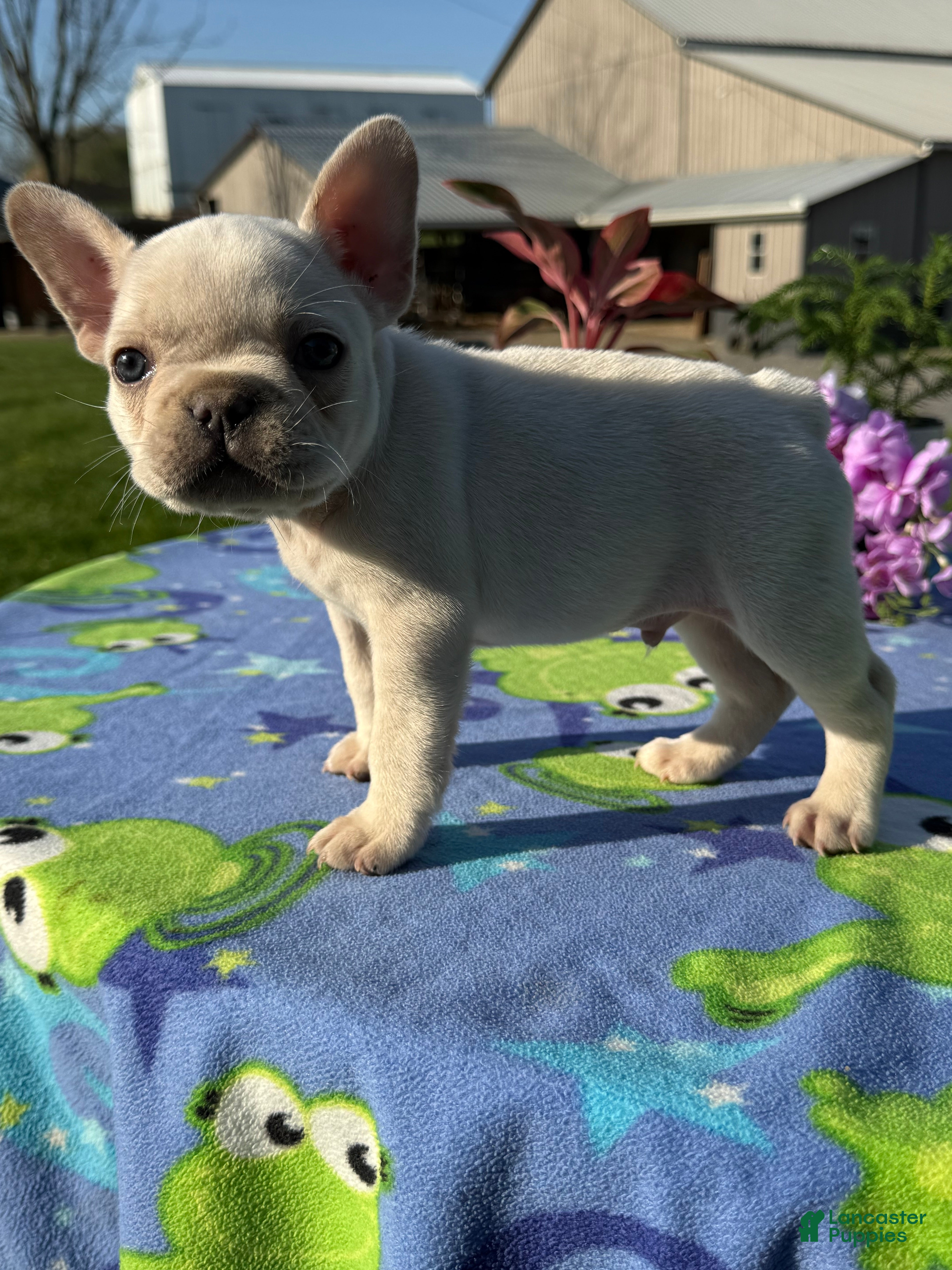 French Bulldog dogs Freddy - Ad 2