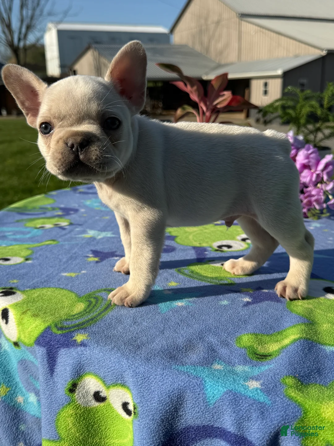 French Bulldog dogs for sale: Freddy - Ad 2