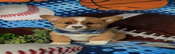 Welsh Corgi Pembroke dogs for sale: Lowell AKC Registered - Ad 2