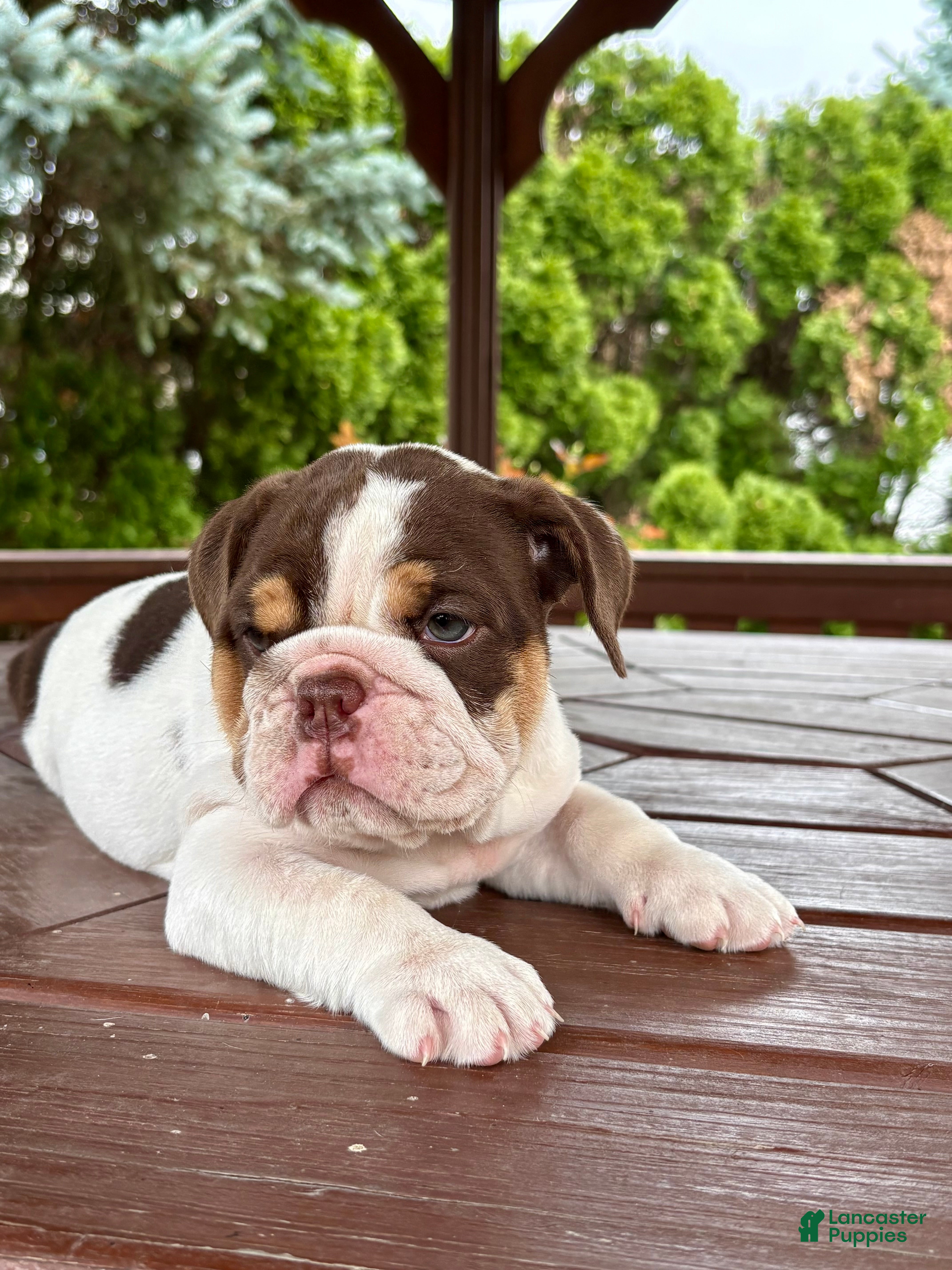 English Bulldog dogs Pearl - Ad 1