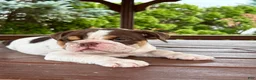 English Bulldog dogs for sale: Pearl - Ad 1