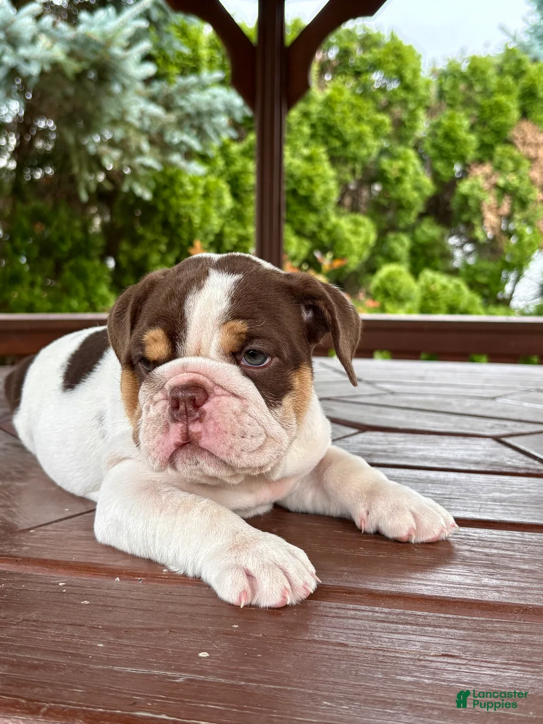 English Bulldog dogs for sale: Pearl - Ad 1