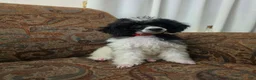 Miniature Poodle dogs for sale: Tamarack  - Ad 6
