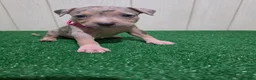 American Bully dogs for sale: American Bully XL Puppy 7 (Pink Collar) - Ad 5