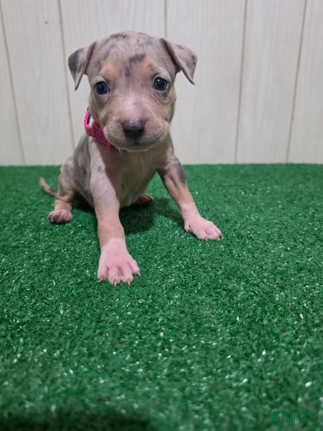 American Bully dogs for sale: American Bully XL Puppy 7 (Pink Collar) - Ad 2