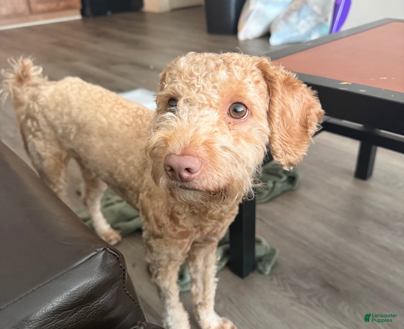 Mini Goldendoodle dogs Mini Goldendoodle 1 - Ad 5