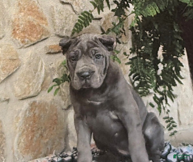 Cane Corso dogs Nadia - Ad 36