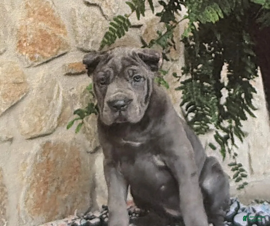 Cane Corso dogs for sale: Nadia - Ad 1