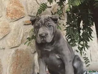 Cane Corso dogs Nadia - Ad 36