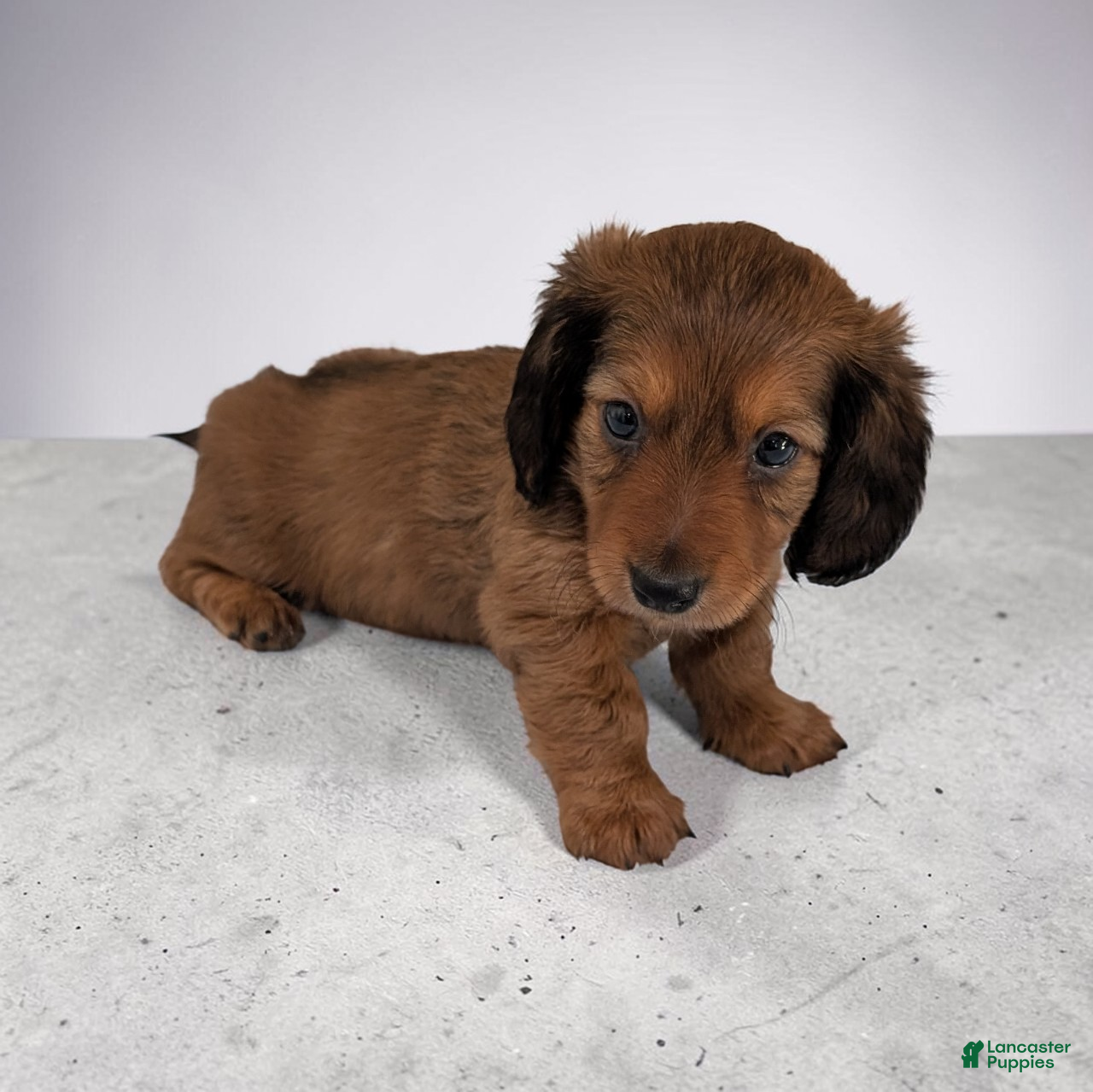 Miniature Dachshund dogs Silas - Ad 2