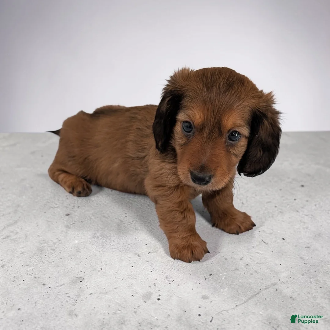 Miniature Dachshund dogs for sale: Silas - Ad 2