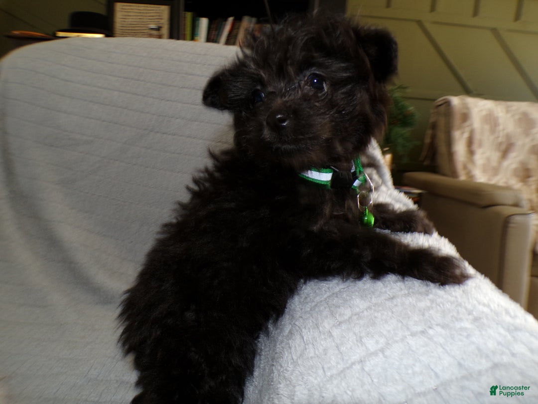 Pomapoo dogs for sale: Pomapoo Puppy 3 Sreena - Ad 1