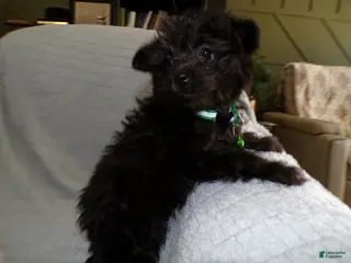 Pomapoo dogs Pomapoo Puppy 3 Sreena - Ad 25