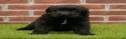 Newfoundland dogs for sale: Jewel - Ad 4