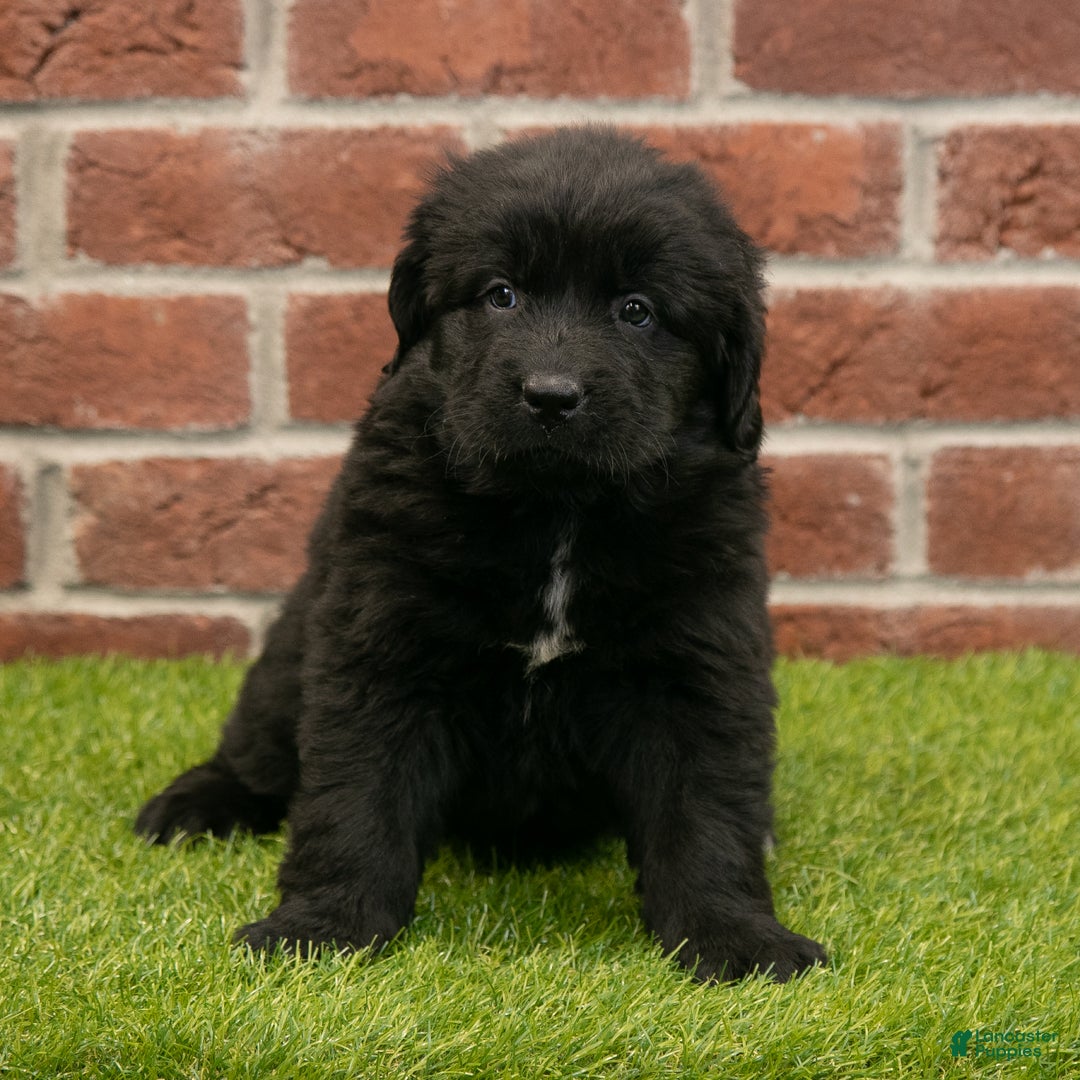 Newfoundland dogs for sale: Jewel - Ad 4