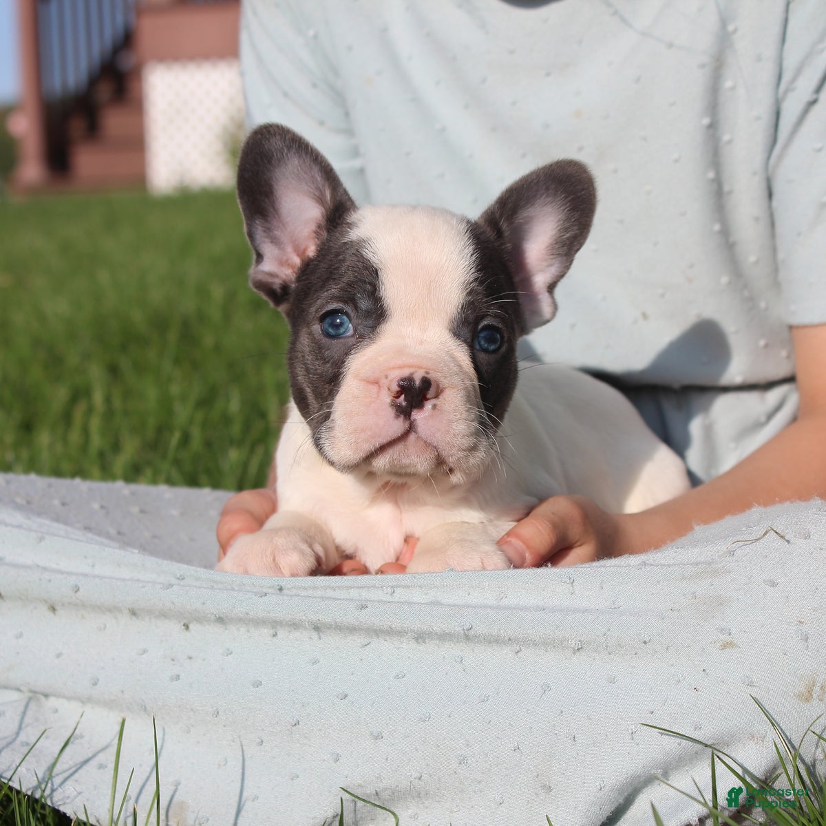French Bulldog dogs Stiles - Ad 2