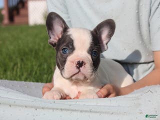 French Bulldog dogs for sale: Stiles - Ad 3