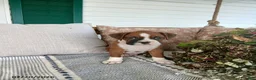 Boxer dogs for sale: Jumbo - Ad 6