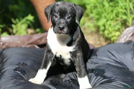 Mixed Breed dogs Mixed Breed 4 - Ad 1