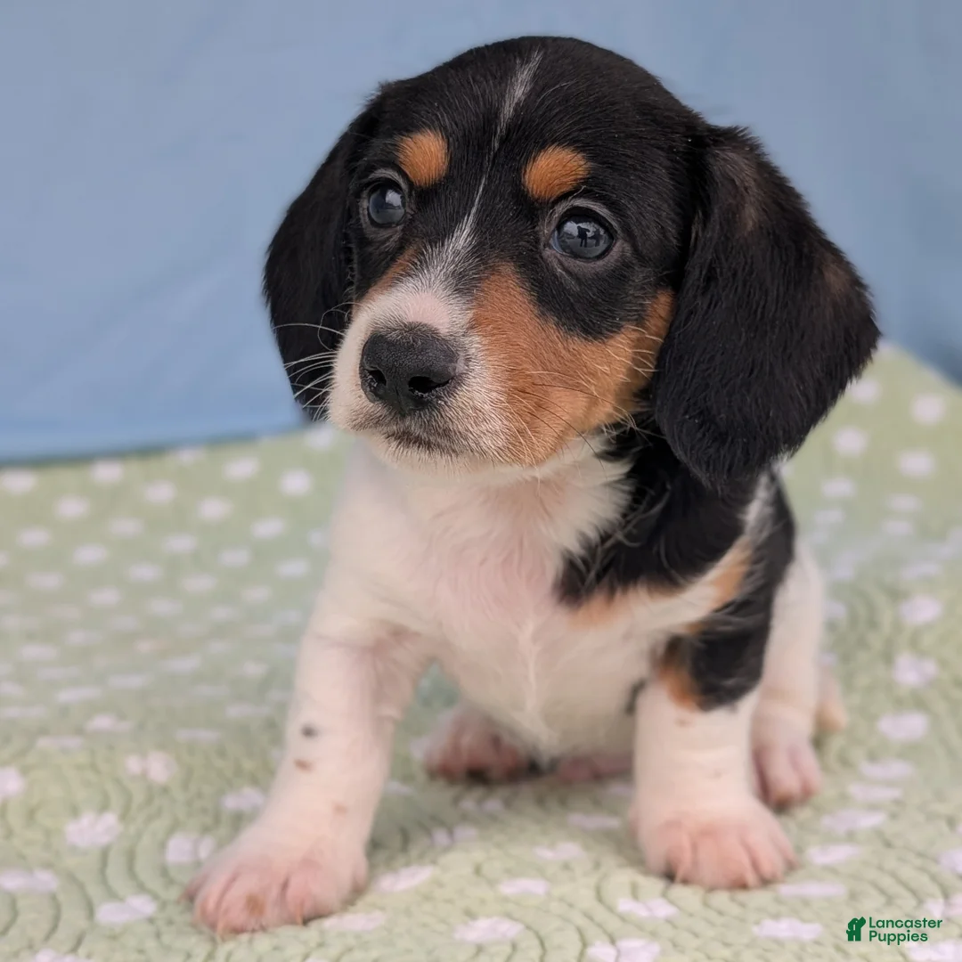 Miniature Dachshund dogs for sale: Reese Cup - Ad 1