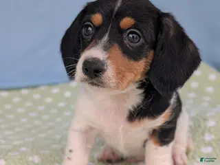 Miniature Dachshund dogs Reese Cup - Ad 12